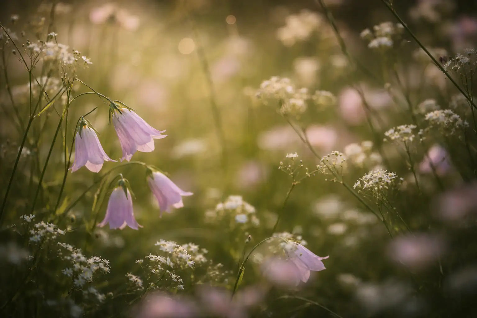 Pink flowers in a field with a blurred background